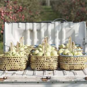 【産地直送】王林 家庭用 3kg(7~10個)【配送不可地域:離島・沖縄県】【1663940】