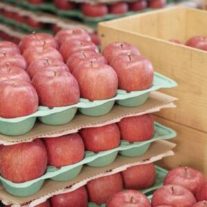 【産地直送】サンふじ　贈答用約3kg(7～10個)【配送不可地域：離島・沖縄県】【1361566】