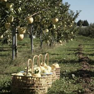 【産地直送】シナノゴールド 家庭用 3kg(7~10個)【配送不可地域:離島・沖縄県】【1663950】