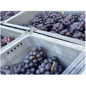 【青森のワイナリー　サンマモルワイナリー】津軽ワイン　白・ロゼ2本セット【1098381】