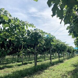 【青森のワイナリー サンマモルワイナリー】津軽ワイン赤＆白＆ロゼ・ビーフシチューセット【1488785】