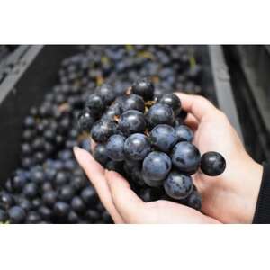 【青森のワイナリー サンマモルワイナリー】津軽ワイン赤＆白＆ロゼ・ビーフシチューセット【1488785】