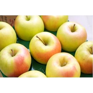 平均糖度13度以上! ぐんま名月 約10kg 訳あり【配送不可地域:離島・沖縄県】【1667960】