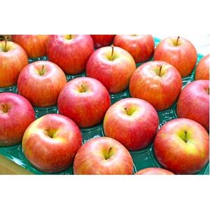 【27年1月~3月出荷予定】平均糖度13度以上! シナノスイート 約10kg 訳あり【配送不可地域:離島・沖縄県】【1668006】