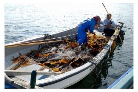 北海道産昆布「とろろ」８点セット がごめ昆布 昆布 とろろ昆布 北海道産 健康 小分け 常温 配送 北海道 函館市 ふるさと納税_HD038-008
