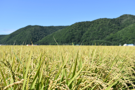 北海道士別市】※令和５年産米※【3カ月定期便】上士別の生産者がつくる