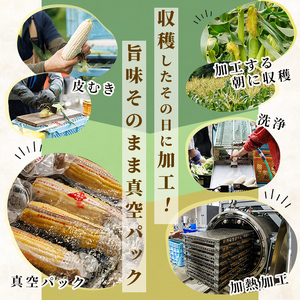 【A7124】朝採りレトルトスイートコーン ゴールドラッシュ (5パック) ゴールドラッシュ 北海道産 北海道 士別市 とうもろこし トウモロコシ とうきび 【三栄アグリ】