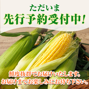 ＜期間限定＞天塩川源流スイートコーン 品種いろいろ詰め合わせ (8本) 【2026年8月下旬より順次発送】 北海道産 北海道 士別市 とうもろこし トウモロコシ とうきび コーン 野菜 産地直送 【三栄アグリ】【A7137】