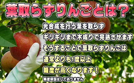 10月発送 贈答用 葉取らず 早生ふじ 約5kg【特選】【鶴翔りんごGAP部会 青森県産 津軽産 リンゴ 林檎】