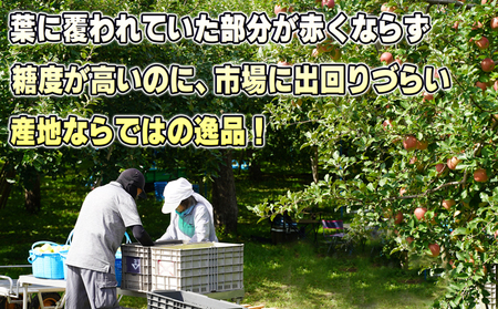 1月発送【糖度保証】贈答用 葉取らず サンふじ 約5kg 【特選】【鶴翔りんごGAP部会 青森県産 津軽産 リンゴ 林檎】