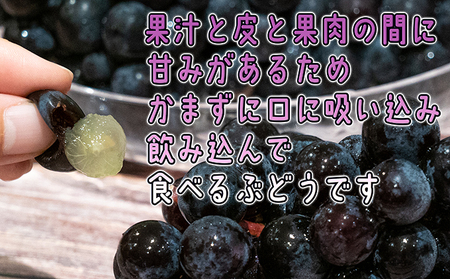 1～2月 津軽ぶどう村 贈答用 スチューベン ぶどう 約1.5kg 特秀～秀 糖度18度以上【青森ぶどう 鶴田町産 1月 2月】