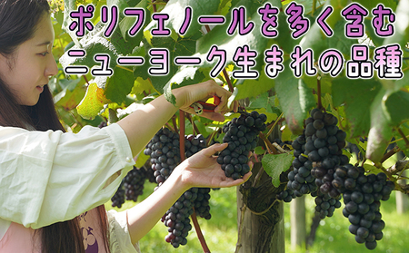 1～2月 津軽ぶどう村 贈答用 スチューベン ぶどう 約1.5kg 特秀～秀 糖度18度以上【青森ぶどう 鶴田町産 1月 2月】