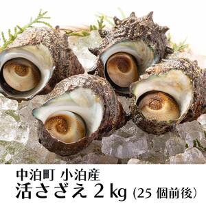 天然 活きてるサザエ 約2kg 【卓立水産】 F6N-094