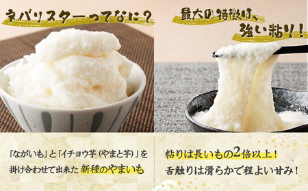 【3ヶ月定期便】ネバリスター冷凍とろろパック(50g×30個) 【長芋 山芋 イチョウ芋 大和芋 とろろ 粘り 冷凍 小分け パック 個包装 簡単 便利 プレーン 贈り物 贈答 ギフト 青森県 東北】【02402-0341】