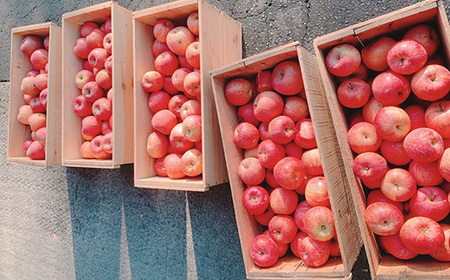 りんご玄米茶の2個セット　【02402-0377】