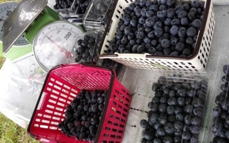 減農薬＜そのまま食べられる＞冷凍ブルーベリー（300ｇ）2袋セット　【02402-0431】