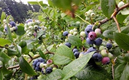 減農薬＜そのまま食べられる＞冷凍ブルーベリー（300ｇ）2袋セット　【02402-0431】