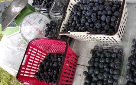 減農薬＜そのまま食べられる＞冷凍ブルーベリー（300g）3袋セット　【02402-0432】