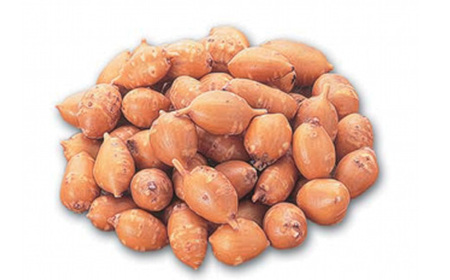 生アピオス　500g　【02402-0483】