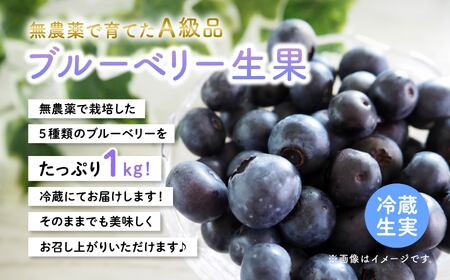 【2025年7月～発送予定】ブルーベリー生実 A級品　1kg　100g×10パック
