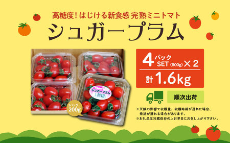 青森県六ヶ所村産トマト　1.6kg