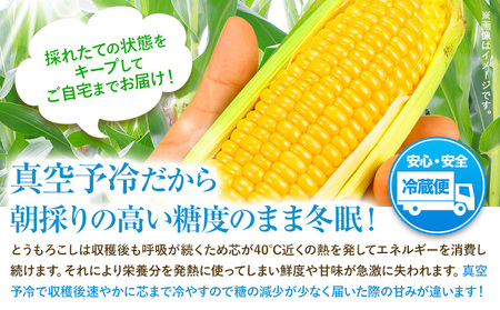 【特大】 とうもろこし 極甘 スイートコーン 「 ゴールドラッシュ 」 5kg 以上 11～13本 特大 サイズ　来年分先行予約 受付中 【2025年8月上旬-9月中旬頃出荷】 特大 北海道 北海道 朝採れ 真空予冷 冷蔵 高糖度 夏野菜 [nayoro_loc_10_5k] 