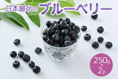 令和6年度産「日本最北のブルーベリー」250g×2パック ≪フルーツ 果物 予約 北海道産 無農薬 積み立て 新鮮≫  ※離島への配送不可《2024年7月下旬～8月下旬頃出荷》