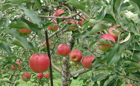 りんご【つがる】14～20玉（約5kg）【2024年産・先行予約】