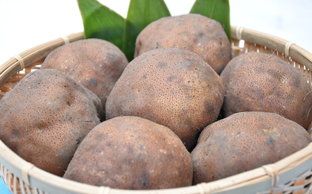 【2025年産】ねばりが凄い!高級食材「丸いも」(つくね芋)約3kg 青森県産