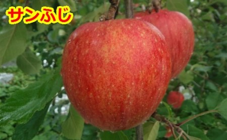 りんご【サンふじ＆王林】セット 14～18玉（約5kg）【2024年産・先行予約】