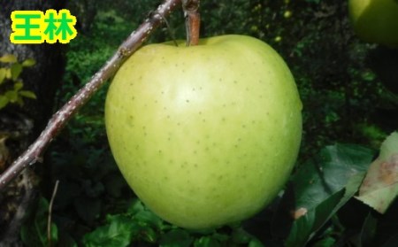 りんご【サンふじ＆王林】セット 14～18玉（約5kg）【2024年産・先行予約】