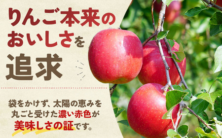 青森県産りんご サンふじ 約3kg 12月中旬～ りんご