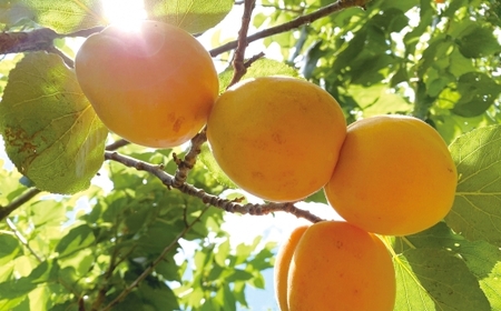 あんず甘漬け 「梅乃助」 あんず 八助 150g 3個セット 青森県産