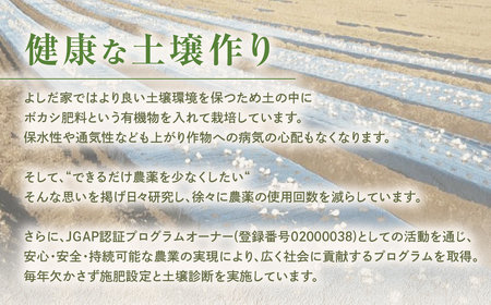 青森県産にんにく 大容量 ギフトセット にんにく