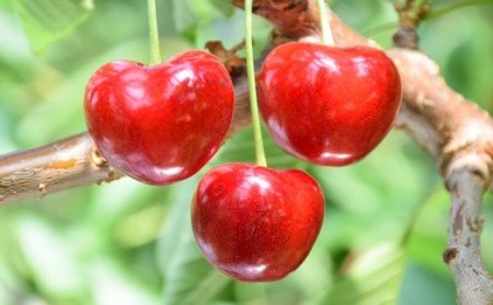 高級さくらんぼ【ジュノハート】～珠玉の大粒！～【2025年産・先行予約】★2025年6月下旬頃～7月中旬頃にかけて順次発送予定★ 青森県三戸町産 数量限定