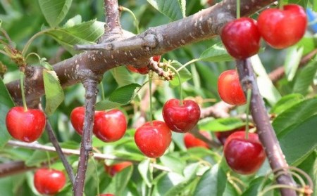 高級さくらんぼ【ジュノハート】～珠玉の大粒！～【2025年産・先行予約】★2025年6月下旬頃～7月中旬頃にかけて順次発送予定★ 青森県三戸町産 数量限定