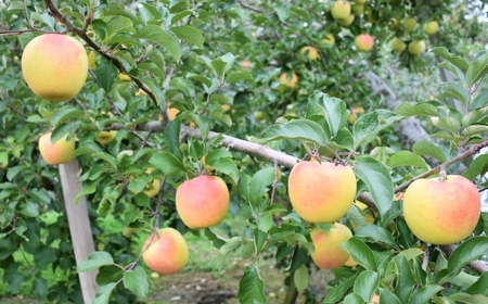 りんご【ぐんま名月】12～18玉（約5kg）【2024年産・先行予約】