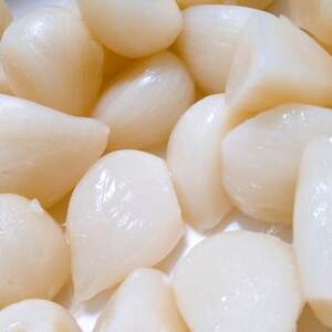 幻の旬!青森ごのへ町産　掘りたて土付き「生」にんにく　Lサイズ以上　約1.5kg【配送不可地域：離島・沖縄県】【1599840】