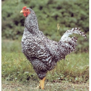 青森シャモロック (地鶏)軍鶏6食セット(もも肉、むね肉、ささみ、手羽元、手羽先、ガラ)【配送不可地域:離島・沖縄県】【1287149】