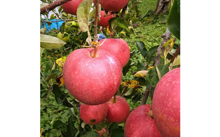 五戸のサンふじと王林の詰め合わせ 約5kg【配送不可地域:離島・沖縄県・九州】【1358683】