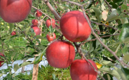 【青森県五戸産】りんご(サンフジ)約5kg(16個~20個入り)【配送不可地域:離島・沖縄県】【1362334】