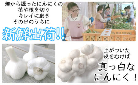 令和8年産朝採り直送！田子（たっこ）生にんにく約3kg（青森県田子町産にんにくM～Lサイズ混合）