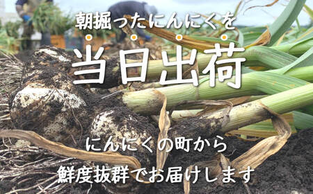 令和8年産朝採り直送！田子（たっこ）生にんにく約10kg（青森県田子町産にんにくM～Lサイズ混合）