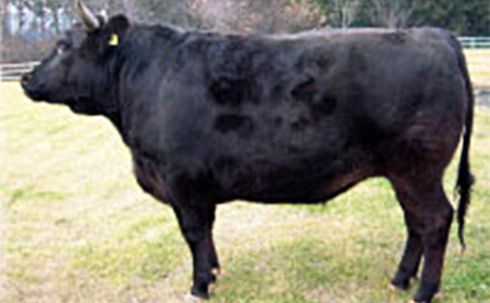 特上田子牛サーロインステーキ250g×3枚