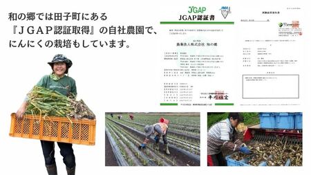 日本一ブランドたっこにんにくMサイズ20玉（青森県田子町産にんにく）