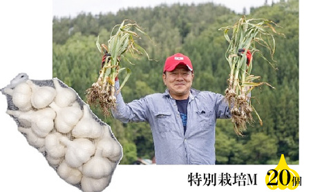 丸美農園 田子産特別栽培にんにく(M)20個