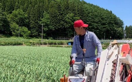 丸美農園 田子産贈答用にんにく（M）20個