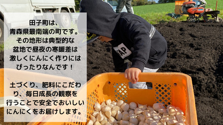 【農家直送】田子町産にんにく M＆L size『約1kg』