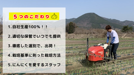 【農家直送】田子町産にんにく M＆L size『約1kg』