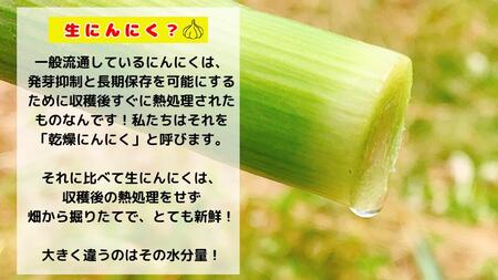 【生にんにく田子町産 (なま)】L＆2L size『3kg』